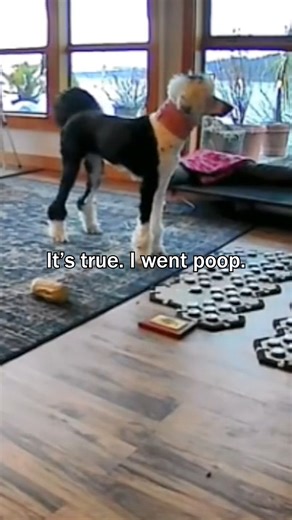 Bunny Keeps Track of my Bathroom Breaks... | Whataboutbunny