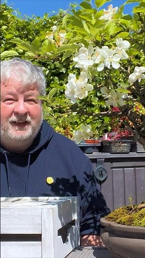 Secrets of Developing Crab Apple Bonsai