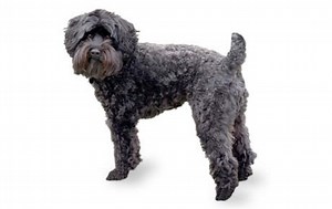 Schnoodle Breed Guide - Stats, Costs (with Photos & Videos)