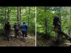 Falling tree sends dude flying in the air #shorts
