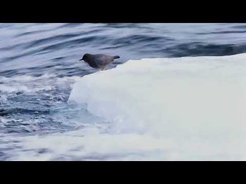 Into a World of Ice by Malkolm Boothroyd - WINNER - Video Award BPOTY 2024