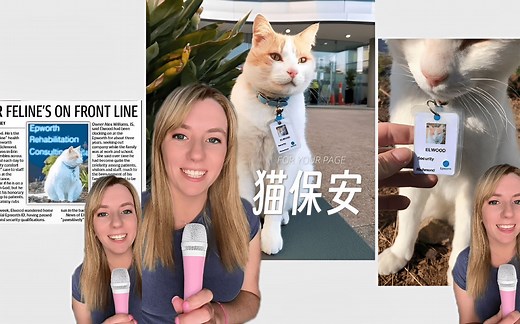 澳大利亚的一只猫猫正式被医院雇用为猫保安！