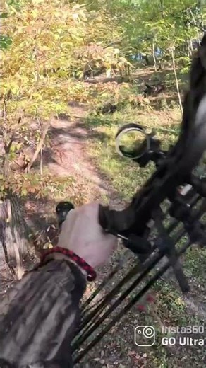 Bow hunting squirrels #hunting #bow #archery #treestand