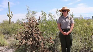 The wildflowers are fading and the cactus begin their bloom | Organ Pipe Cactus National Monument