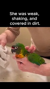 8.8K views · 170 reactions | I heard rustling inside my neighbor’s trash and found a parrot, weak, shaking, covered in dirt. She couldn’t fly, and that’s why they abandoned her. I promised she’d fly again someday. After weeks of care and tiny wing exercises, she finally did. I let her go… but she came back, tapping on my window. Now, she visits often with her babies. | Animal Instincts TV | Facebook