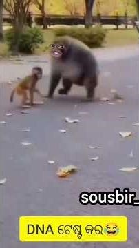 Very Comedy 😂😆😅Foney Video