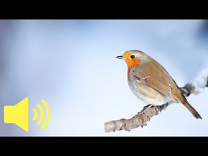 What does a Robin sound like? (Amazing Birds Sound) - Animal Sounds