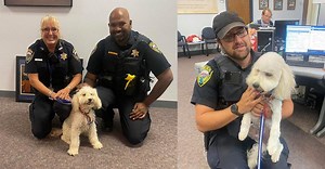 Canadian poodle pup was stolen, smuggled across US border — fate leads to reunion 10 months later