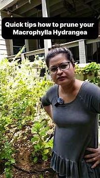 When & How to Prune Macrophylla Hydrangeas 🌿 Secrets for More Blooms