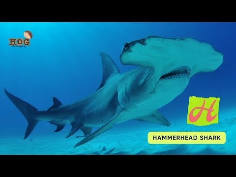 ABC Shark Song | Sea Animals Song | Learn English, Alphabets and Animals for Kids #abcd
