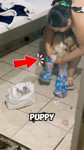 The dog has to clean up his own mess