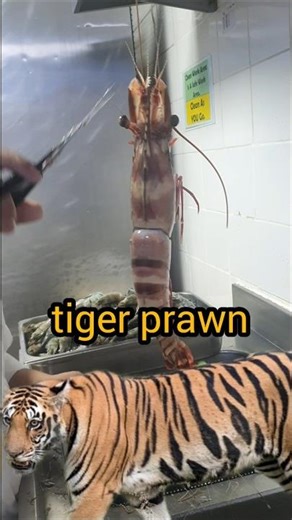 tiger prawn