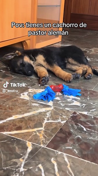 No paran quietos pero son lo mejor 😅 #hazmeviral #viral #flypシ #parati #perros #pastoraleman #perrostiktokers #dog #perrosfelices #happydog