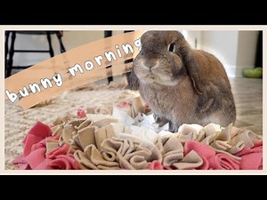 IN DEPTH Bunny Morning Routine