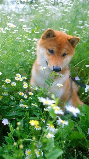 Spring time in English Countryside
