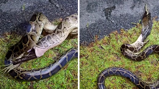 This Footage of a Puking Snake Is a Gross Reminder of Why Python Control Is So Important