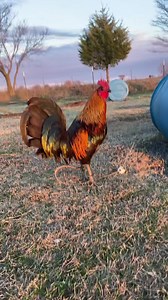 41K views · 3.5K reactions | Brown red brood stag | Josh Duke - Duke Farms | Facebook