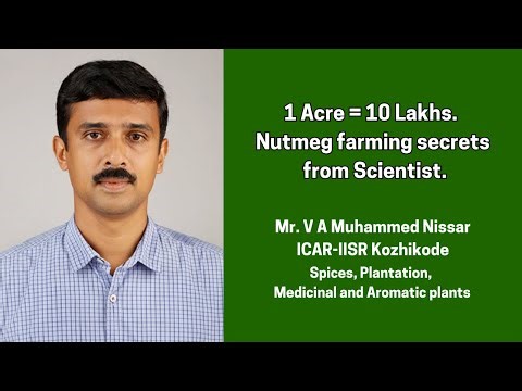 From Planting to Harvest: Nutmeg Farming Tips by Kozhikode Scientist | Profitable Nutmeg Cultivation
