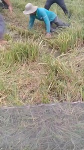 How to catch rat in rice field | Avishkar Tamang