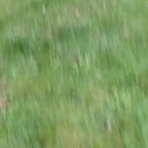 Heartwrenching moment faithful dog refuses to leave owner's grave😭💔 | Animal Antics