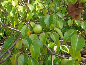 These trees can harm—or even kill—you