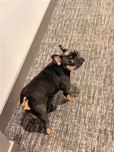Why Are French Bulldogs So Funny? 5 Reasons Frenchies Make Us Laugh