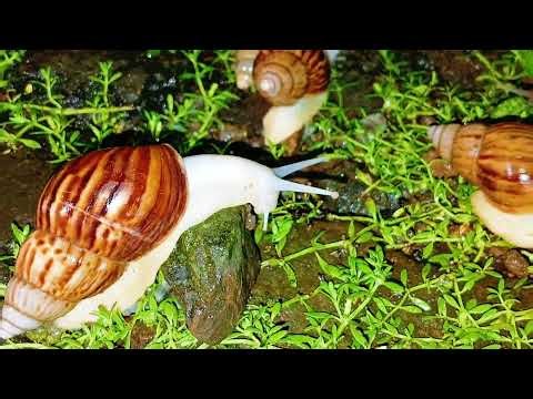 Unveiling the Mysteries: Understanding White Snails in Your Backyard