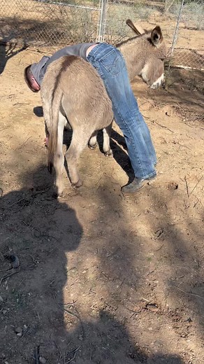Smart ass and dumb ass are playing #donkey
