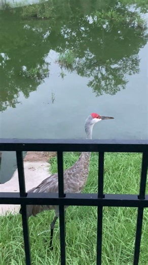 Ducks then cranes #bird #birds #nature #pond #wildlife #trail #wild #photography #viral #duck #crane