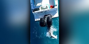 Drone video captures shark attacking boat off Florida coast