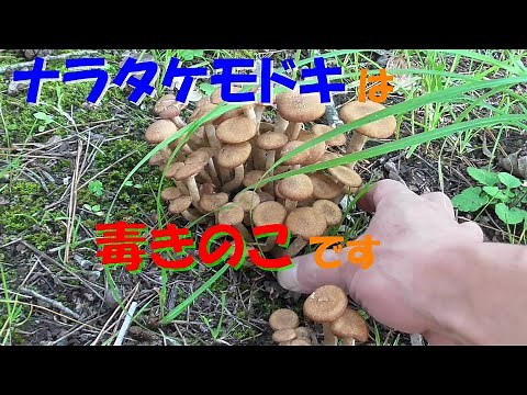 【公園でキノコ狩り】ナラタケモドキは毒キノコだから食べない方がいいよ