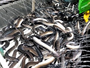 218K views · 3.3K reactions | Korea's amazing eel food, eel feeding, eel dishes - Korean street food | My Pub | Facebook