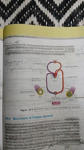The hepatic portal vein carries blood from the intestine to the... | Filo