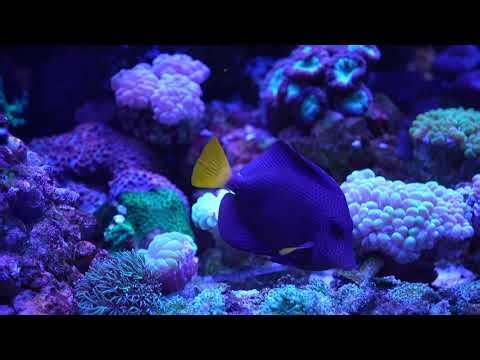 Sharbuckles Reef - Ultum Nature Systems R120 - April 2026