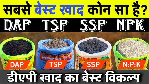 🌾✨ DAP खाद के बेस्ट विकल्प कौन-कौन से हैं? | Complete Detailed Guide | The Advance Agriculture ✨ “DAP vs उसके Best विकल्प 🌾 कौन है No.1? | SSP, NPK, TSP Complete Comparison” --- “क्या डीएपी (DAP) नहीं मिल रही? ❓ चिंता मत कीजिए किसान भाइयों! 😊 आज के इस वीडियो में हम आपको बताएँगे कि 👉 यदि ‘DAP ना मिले’ तो कौन-कौन से बेस्ट विकल्प (Best Alternatives) हैं, जो आपकी फसल में फास्फोरस (P) और नाइट्रोजन (N) की सही मात्रा पूरी कर देते हैं। साथ ही यह भी समझेंगे कि क्यों DAP अब भी नंबर-1 पसंद है और इसके व