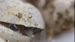 Series of videos showing a neonate gulf coast box turtle emerging from it's egg. Stock Video