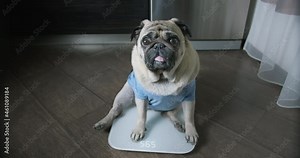 Cute, funny pug dog sitting surprised on the scales. Upset, amazed about overweight problem, when find out obese problem. Funny tilting head. Funny plump, well-fed, fat dog concept