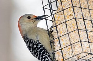 My Dog Ate Bird Suet What Should I Do? (Reviewed by Vet) | Our Fit Pets