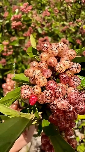 167K views · 2.6K reactions | These World's Rare Fruits Look Strange but Taste Delicious! #shorts #plants #farming #reels #fruits #instagram | The Facts Hub | Facebook