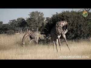 If a giraffe's neck only has seven vertebrae, how is it so flexible?