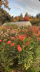 47 reactions | Enjoying this view and the last flowers of the season!...