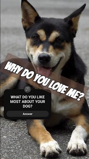 UNCONDITIONAL LOVE OF A DOG | MANS BEST FRIEND - WHAT’S THE MOST LOYAL THING YOUR DOG HAS EVER DONE?