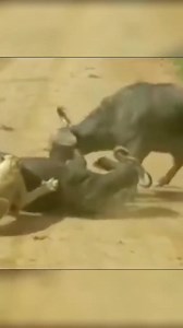 291K views · 4.8K reactions | Wild buffalo butts a dead lion in the middle of the road to save you from being killed | Ocean's Depth | Facebook