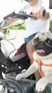 110K views · 4.6K reactions | Broccoli 復 #pug #pet #dog #cromwell | Cromwell | Facebook