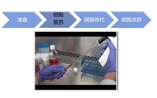 细胞培养全流程- Part2   细胞复苏、传代、冻存工作流程及操作中的注意事项！