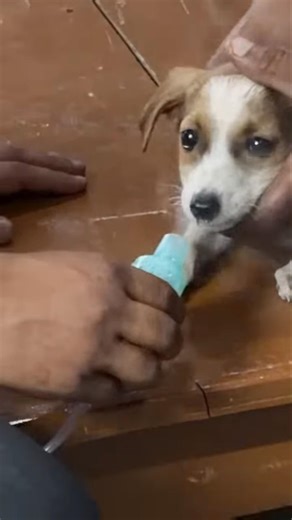 सर्दी लगी तो मालिक ने Pluto को भाप दिया! 😢❤️ स्ट्रीट डॉग का इमोशनल केयर | Dog Love Moments#pluto