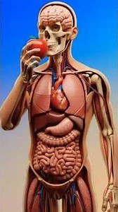 What Happens Inside Your Body After Eating an Apple? | 3D Medical Animation Explained