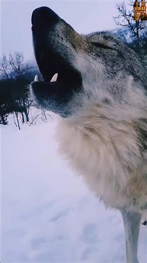 🐺🎶 Epic Howl of the Wolf!