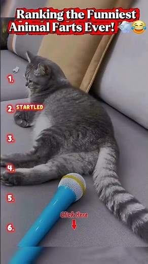 Ranking the Funniest Animal Farts Ever! 💨😂 #funnyanimals #animalfarts #fartcompilation