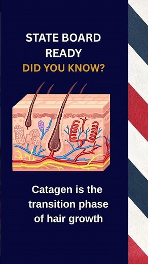 Hair Growth Phases Explained: Catagen